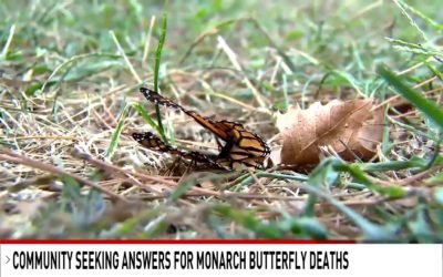 Thousands of dead monarch butterflies on Kent Island have residents wondering why and how